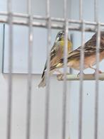 Koppel citroenborstedelzangers, Dieren en Toebehoren, Vogels | Overige Vogels, Meerdere dieren
