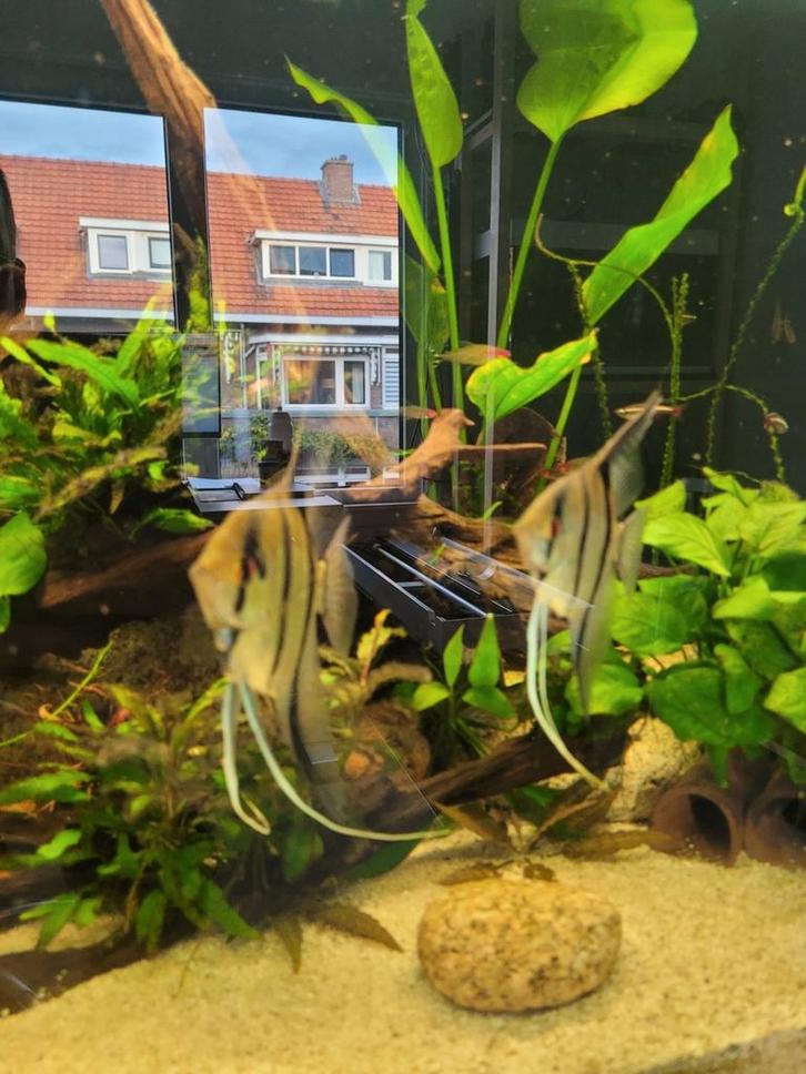 5 Maanvissen (Pterophyllum scalare), Dieren en Toebehoren, Vissen | Aquariumvissen, Zoetwatervis, Vis, Schoolvis