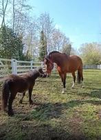 Lieve Welsh te koop, Ruin, 160 tot 165 cm, Recreatiepaard, 11 jaar of ouder