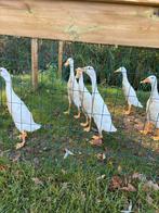 Mooie indische loopeenden uit augustus 2025, Dieren en Toebehoren, Pluimvee, Meerdere dieren, Eend