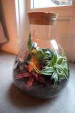 Ecosysteem/planten terrarium/flessentuin, Ophalen, Overige soorten, Halfschaduw, In pot