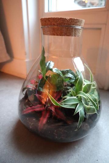 Ecosysteem/planten terrarium/flessentuin  beschikbaar voor biedingen