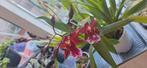Dendrobium Berry oda, Ophalen of Verzenden, Overige soorten, Minder dan 100 cm