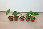Set baby plantjes, mini planten, kamerplantjes, anthurium, Overige soorten, In pot, Minder dan 100 cm, Groene kamerplant