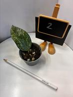 Hoya Rangsan stek | geworteld, Ophalen of Verzenden, Halfschaduw, Minder dan 100 cm