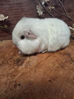 Ch teddy cavia, wit met donkere ogen, Dieren en Toebehoren, Mannelijk, Cavia, Na 1 juli 2024, Tam