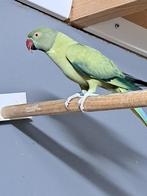 halsband parkieten, Dieren en Toebehoren, Vogels | Parkieten en Papegaaien, Meerdere dieren, Parkiet, Geringd