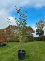 Populus Alba - Zilverpopulier, meerstammig, Overige soorten, Lente, 100 tot 250 cm, Ophalen