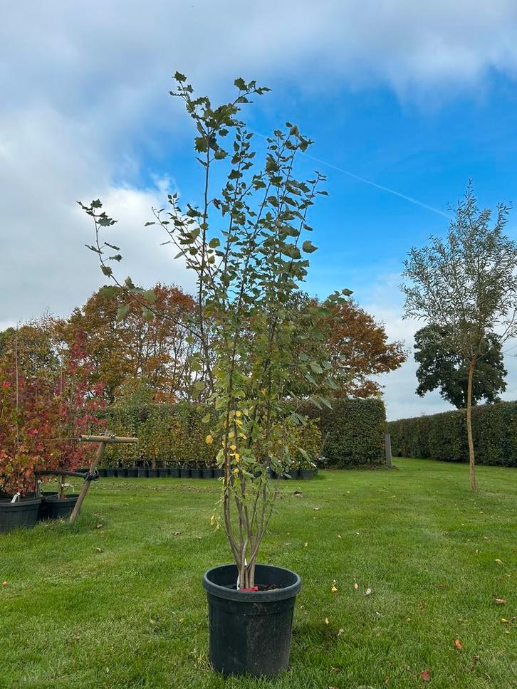 Populus Alba - Zilverpopulier, meerstammig, Tuin en Terras, Planten | Bomen, Overige soorten, 100 tot 250 cm, Volle zon, Lente