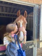 Verzorg pony gezocht / verzorgster aangeboden, Ophalen of Verzenden, Nieuw