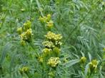 Huacatay Mint plantjes, Ophalen, Eenjarig, Overige soorten, Volle zon