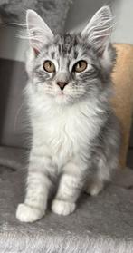 Maine coon kittens, Dieren en Toebehoren, Katten en Kittens | Raskatten | Langhaar, Kater, Gechipt
