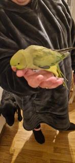 Halsbandparkiet incl mooie kooi, grotendeels tam, Dieren en Toebehoren, Mannelijk, Parkiet, Geringd