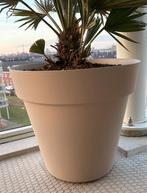 6 bloempotten met plant, Ophalen, Kunststof, 40 cm of meer, Rond