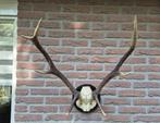 Mooi Edelhert Gewei Jacht Trofee Mancave Jacht Hut c92, Verzamelen, Ophalen, Gebruikt, Hert, Gewei of Kop