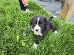 Australian pups geboren op 16 juni., Dieren en Toebehoren, Honden | Herdershonden en Veedrijvers, Overige rassen, CDV (hondenziekte)
