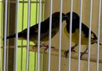 Sijzen geelbuik sijzen, Dieren en Toebehoren, Vogels | Overige Vogels, Meerdere dieren, Wildzangvogel, Geringd