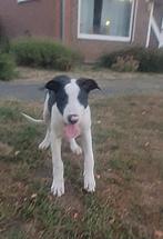 Kruising 4 mnd oud reu, Dieren en Toebehoren, Honden | Niet-rashonden, Reu, CDV (hondenziekte), 8 tot 15 weken, Groot