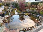 Complete vijver, pomp, drukfilter, waterplanten, rotsen etc, Ophalen, Gebruikt