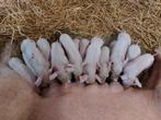 Biggen te koop, Dieren en Toebehoren, Meerdere dieren, Varken