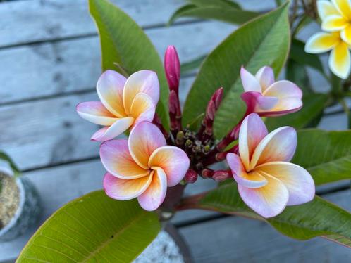 Plumeria rubra / Frangipani Zaailingen, Tuin en Terras, Planten | Tuinplanten, Vaste plant, Overige soorten, Volle zon, Zomer