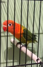 Mooie Jonge Baby Agapornis Fischerie, Dieren en Toebehoren, Meerdere dieren, Dwergpapegaai of Agapornis, Tam