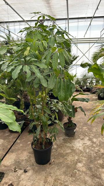 Schleffera actinophylla meerstammig 200cm + beschikbaar voor biedingen