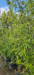 Bomenopruiming. Prunus serrula 150/250 cm sierkers, Ophalen, In pot, Overige soorten, 100 tot 250 cm