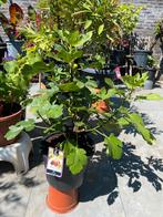 2 super leuke bonsai achtige vijgenboompje op dikke stammen!, Bloeit niet, Overige soorten, Minder dan 100 cm, Ophalen