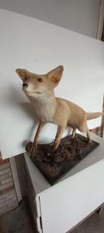 Opgezette vos, Verzamelen, Dierenverzamelingen, Ophalen of Verzenden, Zo goed als nieuw, Wild dier, Opgezet dier
