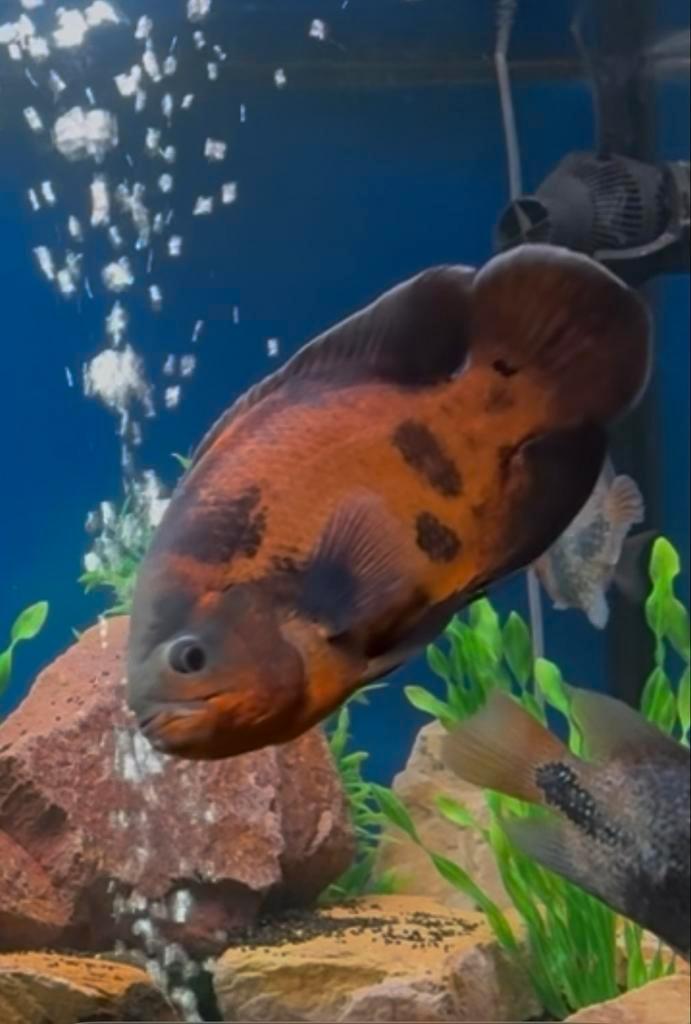 Astronotus Ocellatus (Pauwoog cichlide), Dieren en Toebehoren, Vissen | Aquariumvissen, Vis