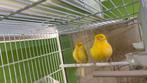 Kanarie koppel, Dieren en Toebehoren, Vogels | Kanaries, Meerdere dieren, Kleurkanarie