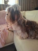 Shih tzu choco/merle reutje 3 jaar, Dieren en Toebehoren, Honden | Chihuahua's en Gezelschapshonden, Rabiës (hondsdolheid), Eén hond