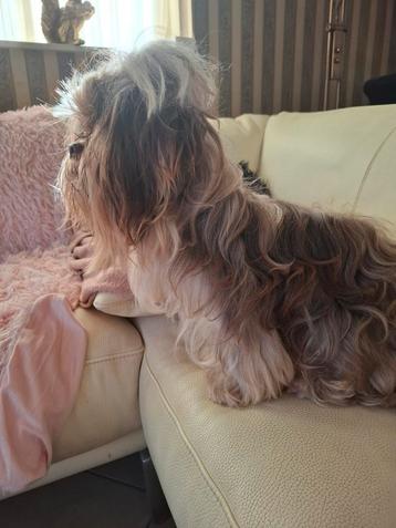 Shih tzu choco/merle reutje 3 jaar beschikbaar voor biedingen