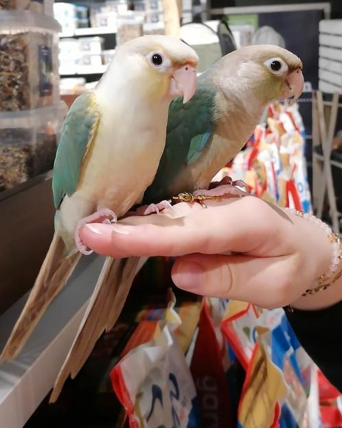 Super lieve tamme jonge Pyrhurras met dna., Dieren en Toebehoren, Vogels | Parkieten en Papegaaien, Papegaai, Meerdere dieren