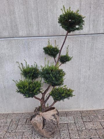 Taxus Baccata  vormsnoei - Prachtig! Vanaf €40 beschikbaar voor biedingen