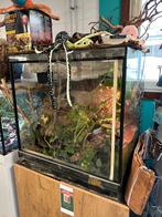 Terrarium met tricolor kikkertjes, Gebruikt, ., Ophalen of Verzenden, .
