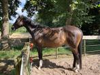 Lieve sensibele merrie, Dieren en Toebehoren, Paarden, Merrie, B, Gechipt, 7 tot 10 jaar