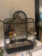 Pyrrhura & grasparkiet compleet met kooi