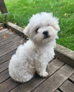 Super mooi maltezer pups te koop, Dieren en Toebehoren, Honden | Chihuahua's en Gezelschapshonden, België, Maltezer, Particulier