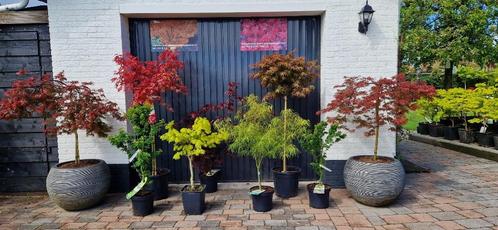 Japanse esdoorns, Tuin en Terras, Planten | Bomen, Overige soorten, 100 tot 250 cm, Halfschaduw, Bloeit niet, In pot, Ophalen