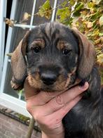 Prachtige gezonde ruwharige teckel pups, Dieren en Toebehoren, Honden | Teckels en Dashonden, Standaard, Reu, CDV (hondenziekte)