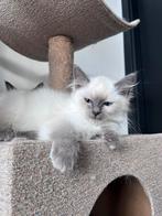 Ragdoll kittens. Geteste ouders, Dieren en Toebehoren, Katten en Kittens | Raskatten | Langhaar, Meerdere dieren, Gechipt, 0 tot 2 jaar