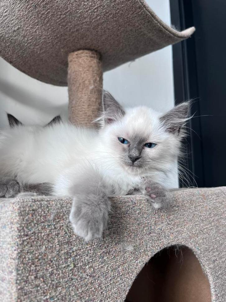 Ragdoll kittens. Geteste ouders, Dieren en Toebehoren, Katten en Kittens | Raskatten | Langhaar, Meerdere dieren, 0 tot 2 jaar