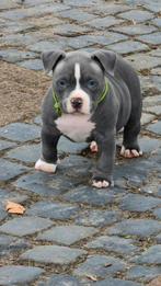 American pocket bully puppy's nog maar 2 reutjes beschikbaar, Rabiës (hondsdolheid), Overige rassen, 8 tot 15 weken, Meerdere