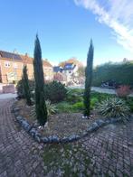 Te koop: Cypressen, Ophalen