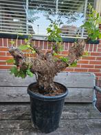 Druif op oude flinke stam - Vitis Vinifera, Ophalen of Verzenden, Overige soorten, Minder dan 100 cm