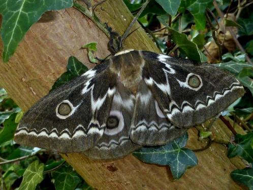 Vlinders: Gonimbrasia tyrrhea  (ZigZag Keizersmot) 10 eitjes, Dieren en Toebehoren, Insecten en Spinnen, Vlinders of Rupsen