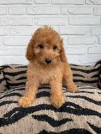 Malitpoo pups, maltezer, toy poedel, Nederland, Overige rassen, CDV (hondenziekte), 8 tot 15 weken