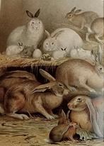 Lithografische prent Konijnen 1895, Verzenden, Voor 1940, Gebruikt, Overige onderwerpen